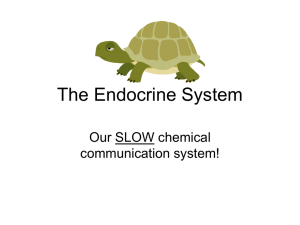 The Endocrine System