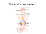 Endocrine Physio PPT