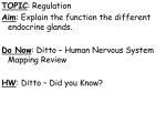 Pituitary Gland