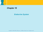 Chapter 16 Endocrine System Chapter 16