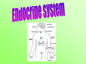 Endocrine System