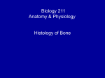 Biology 211 Anatomy & Physiology I