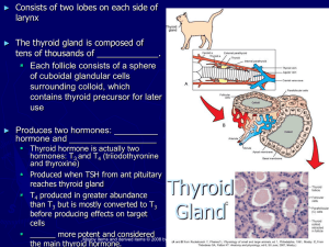 Thyroid Gland