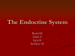 The Endocrine System