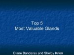 Most Valuable Gland