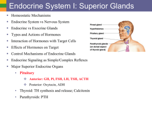1b Endo Sys II - Superior Glands