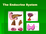 The Endocrine System The Pituitary Gland