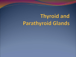 Thyroid and Parathyroid Glands