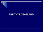 the thyroid gland