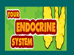 The Endocrine System