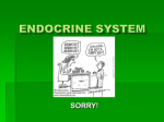 Endocrine System - ABC-MissAngelochsBiologyClass