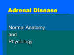 adrenal & thyroid