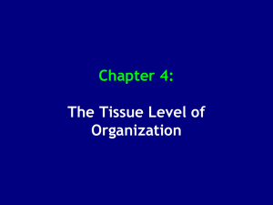 Chapter 4: The Tissue Level of Organization