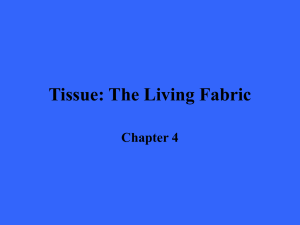 Tissue: The Living Fabric