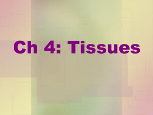 Ch 4: Tissues