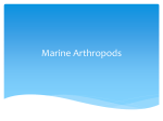 Marine Arthropods LCS ppt