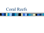 The Coral Reef Ecosystem