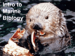 Intro to Marine Biology