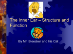 The Inner Ear – Structure and Function