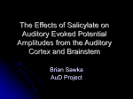 The Effects of Salicylate on Auditory Evoked Potential