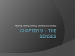Chapter 9 – The Senses