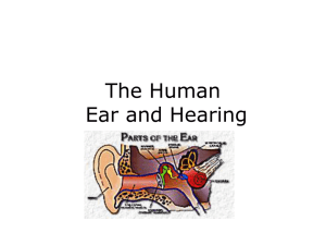 The Human Ear and Hearing - Baldwin County Public Schools