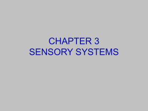 SENSORY SYSTEMS