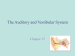 The Auditory and Vestibular System - Wallkill Valley Regional High