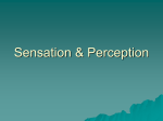 Sensation & Perception