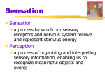 Sensation/Perception