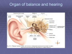 25. Organ of balance and hearing