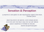 Sensation & Perception