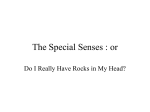The Special Senses : or