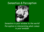 PPT Notes: Sensation & Perception