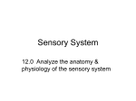 Sensory System