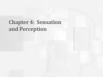 Sensation and Perception