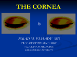 THE CORNEA