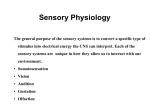 Bio_246_files/Sensory Physiology