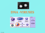 DNA-viruses
