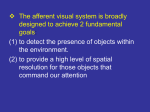 Ocular motility examination