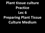 Preparing Plant Tissue Culture Medium Micronutrients