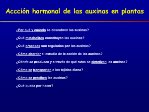 Auxinas