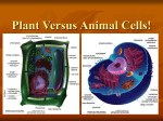 Plant Versus Animal Cells!