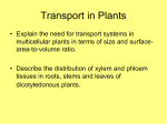 AS plant transport - Skinners` School Science