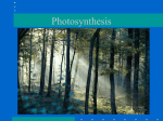 Photosynthesis in nature - Ms. Pass's Biology Web Page