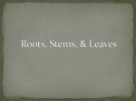 Roots, Stems, & Leaves