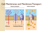 Cell Membranes, Diffusion, and Osmosis