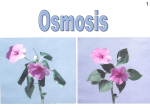Osmosis Notes - Biology Teaching & Learning Resources