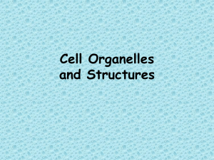 Subcellular Organelles and Structures