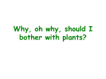 Why bother with plants?